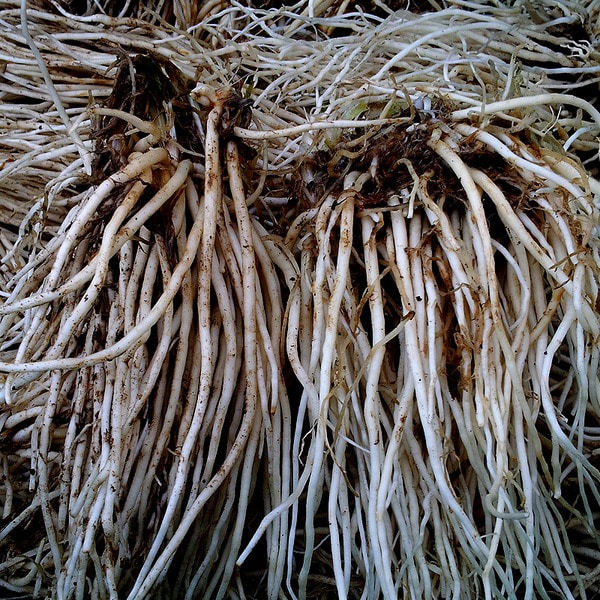 삼채뿌리 5kg 친환경 국내산